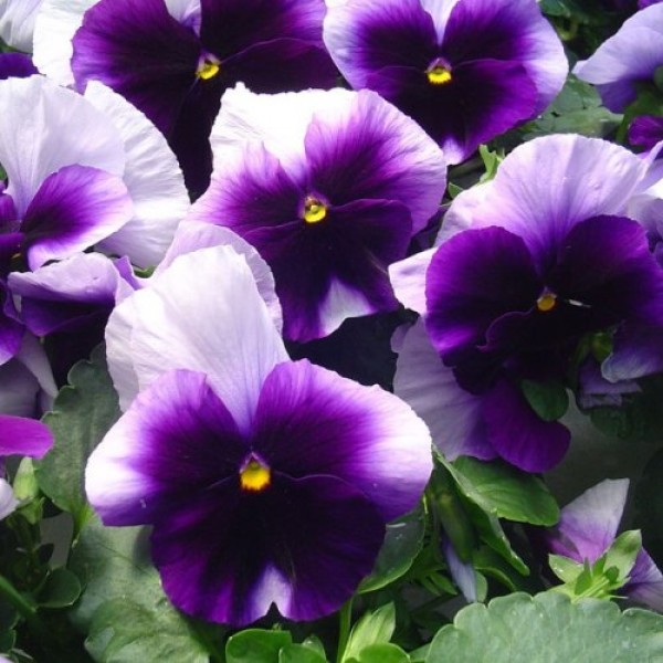 Omaxe Pansy F1 Beconsifield (100 seeds)